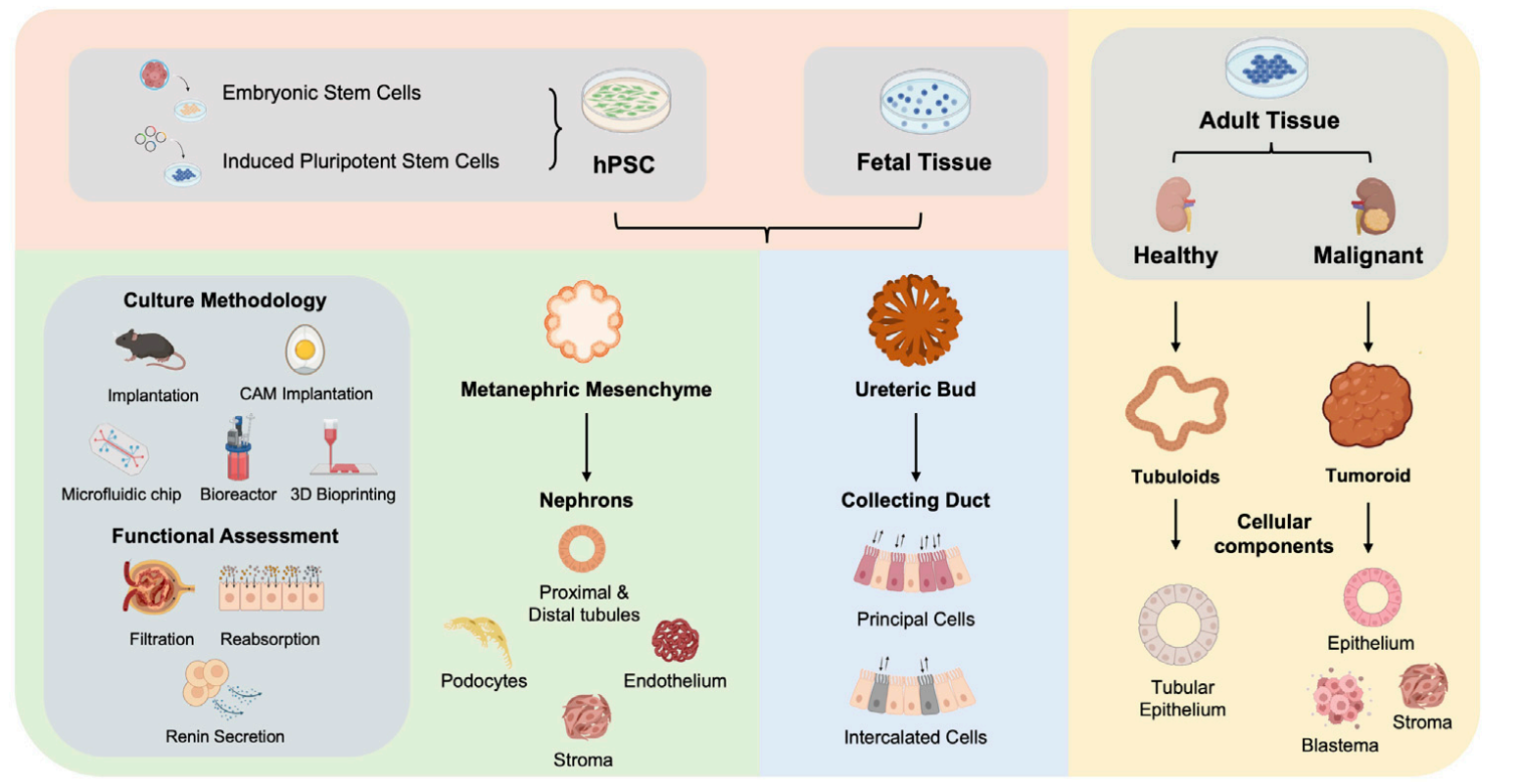 Summary of 3D ex vivo kidney models.